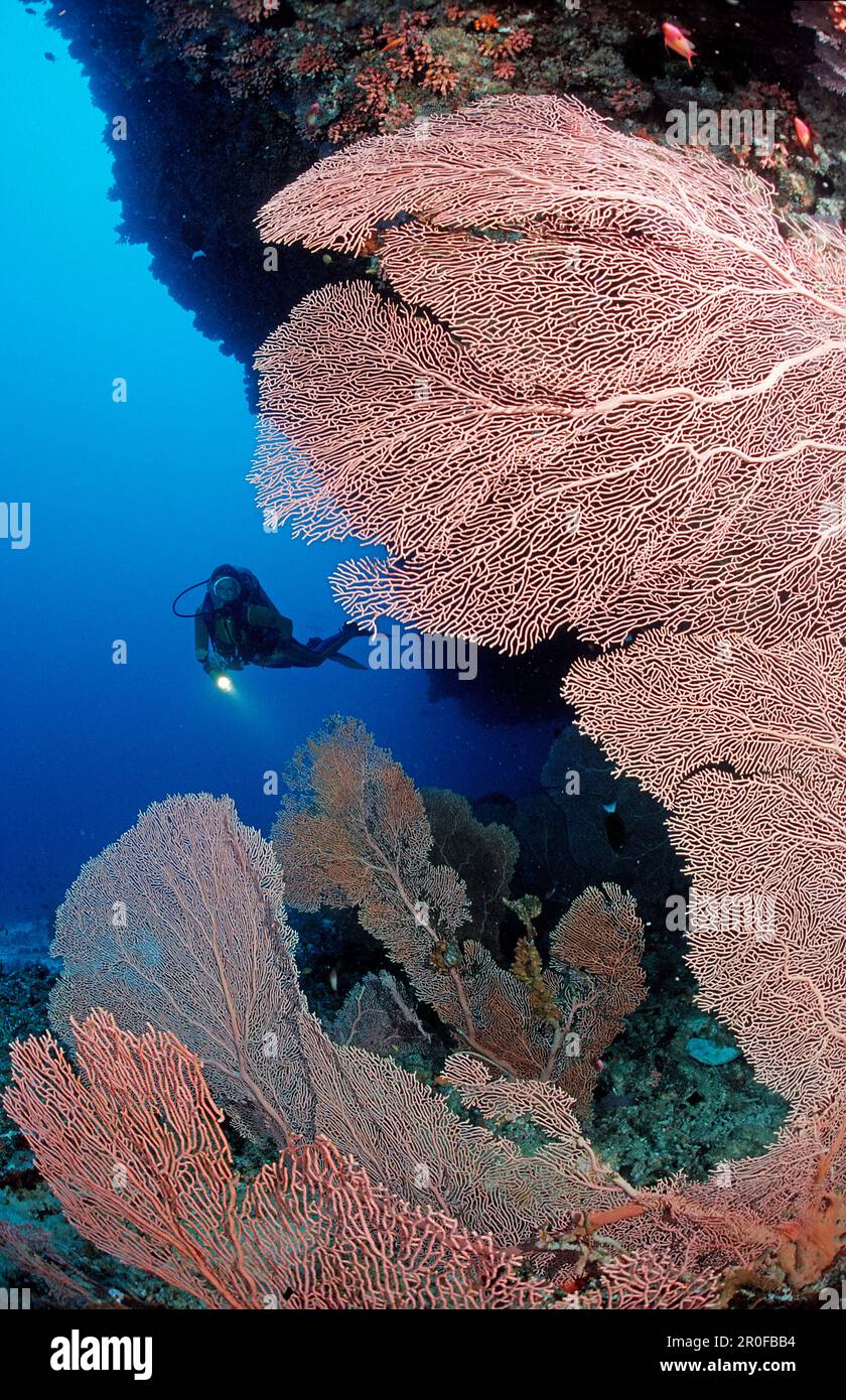 Scuba diver and Coral reef, Maldives Islands, Indian ocean, Ari Atol, Atoll Stock Photo