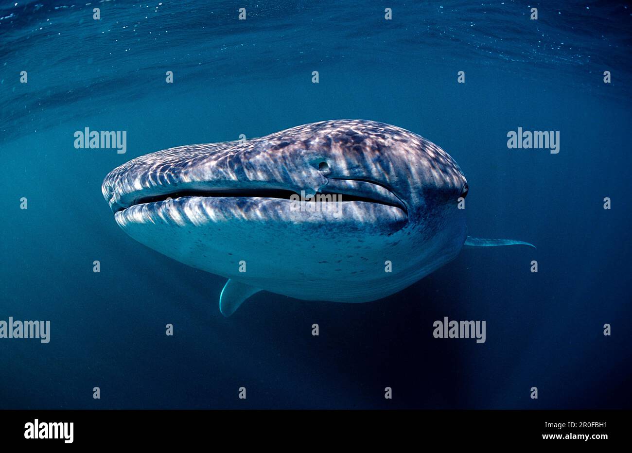 Triangular Shark Whale shark, Rhincodon thypus, Djibouti, Djibuti, Africa, Afar Triangle ...