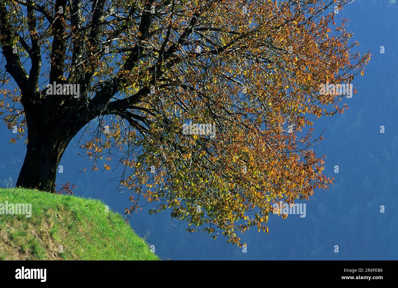 Autumnally deciduous tree, Gherdëina Valley, Trentino-South Tyrol, Italy Stock Photo