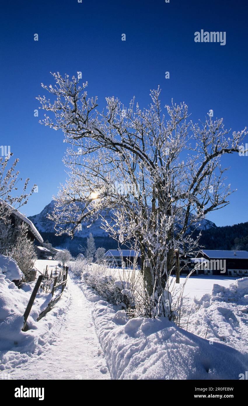 Bregenzer wald winter hi-res stock photography and images - Alamy