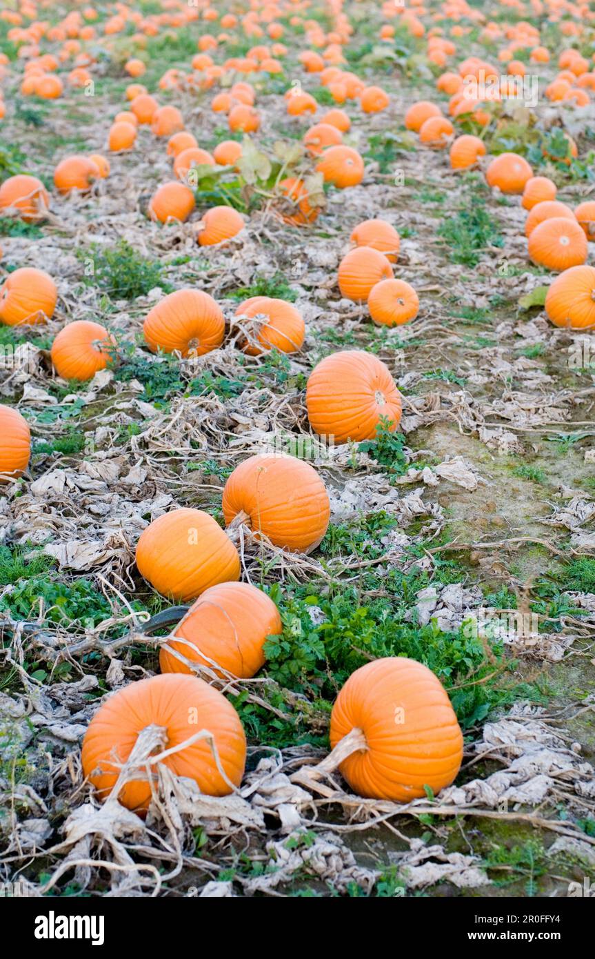Field full of pumpkins hi-res stock photography and images - Alamy