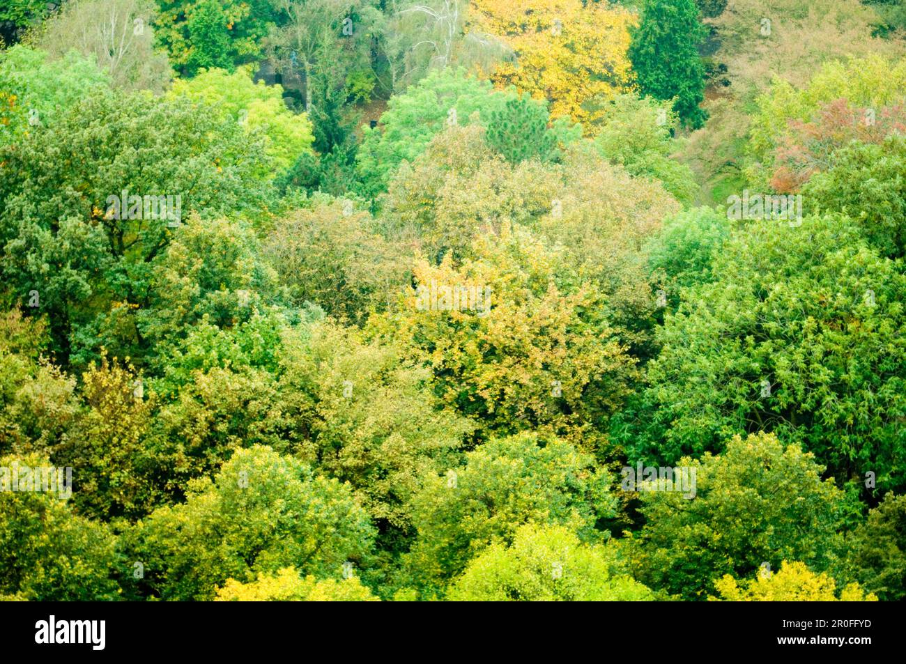 Forest full deciduous trees hi-res stock photography and images - Alamy