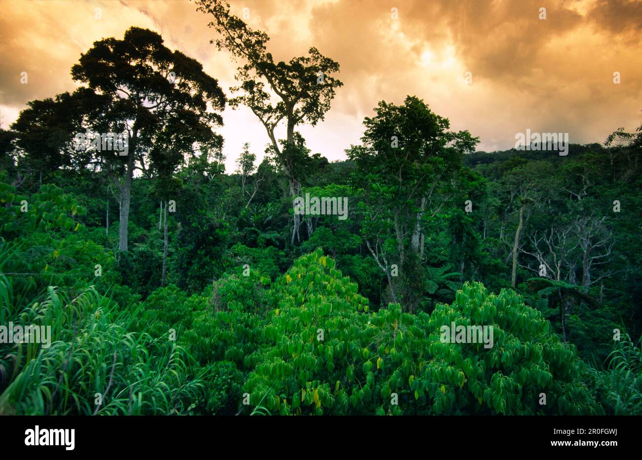 Fiji Vitu Levu, tropical rain forest sunset Stock Photo