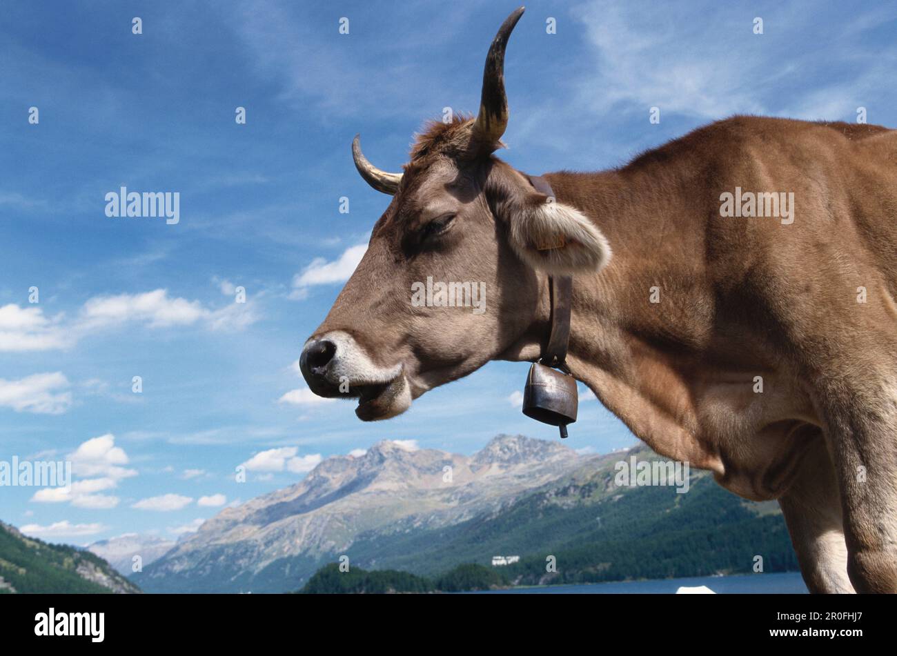 Close up view single cow hi-res stock photography and images - Alamy