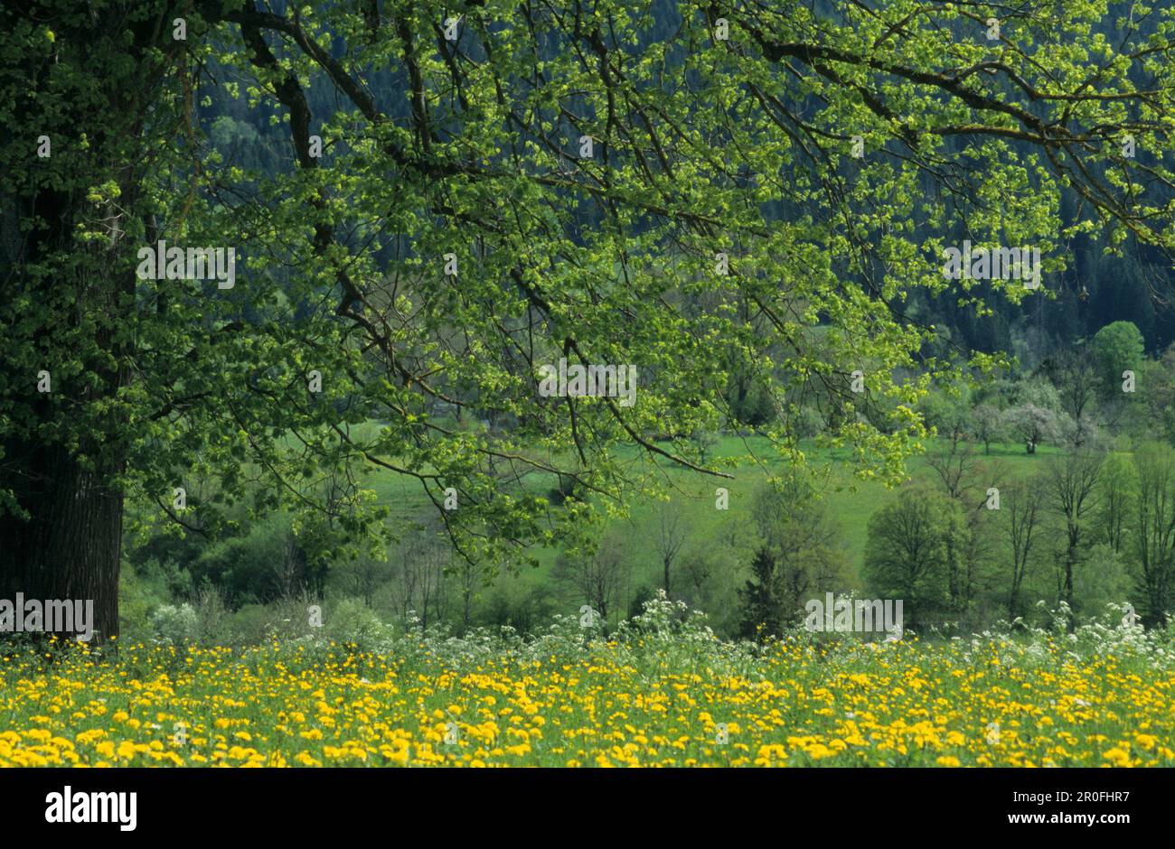 Deciduous tree on meadow with dandelion flowers, Fischbachau, Upper Bavaria, Bavaria, Germany Stock Photo
