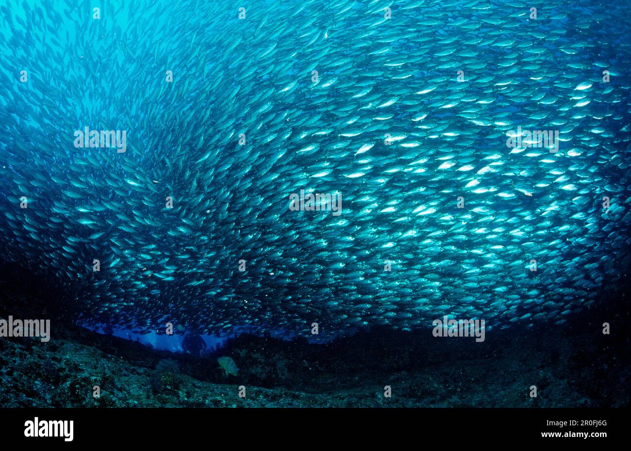 Schooling Pacific chub mackerel, Macarela estornino, Scomber japonicus, Mexico, Sea of Cortez, Baja California, La Paz Stock Photo
