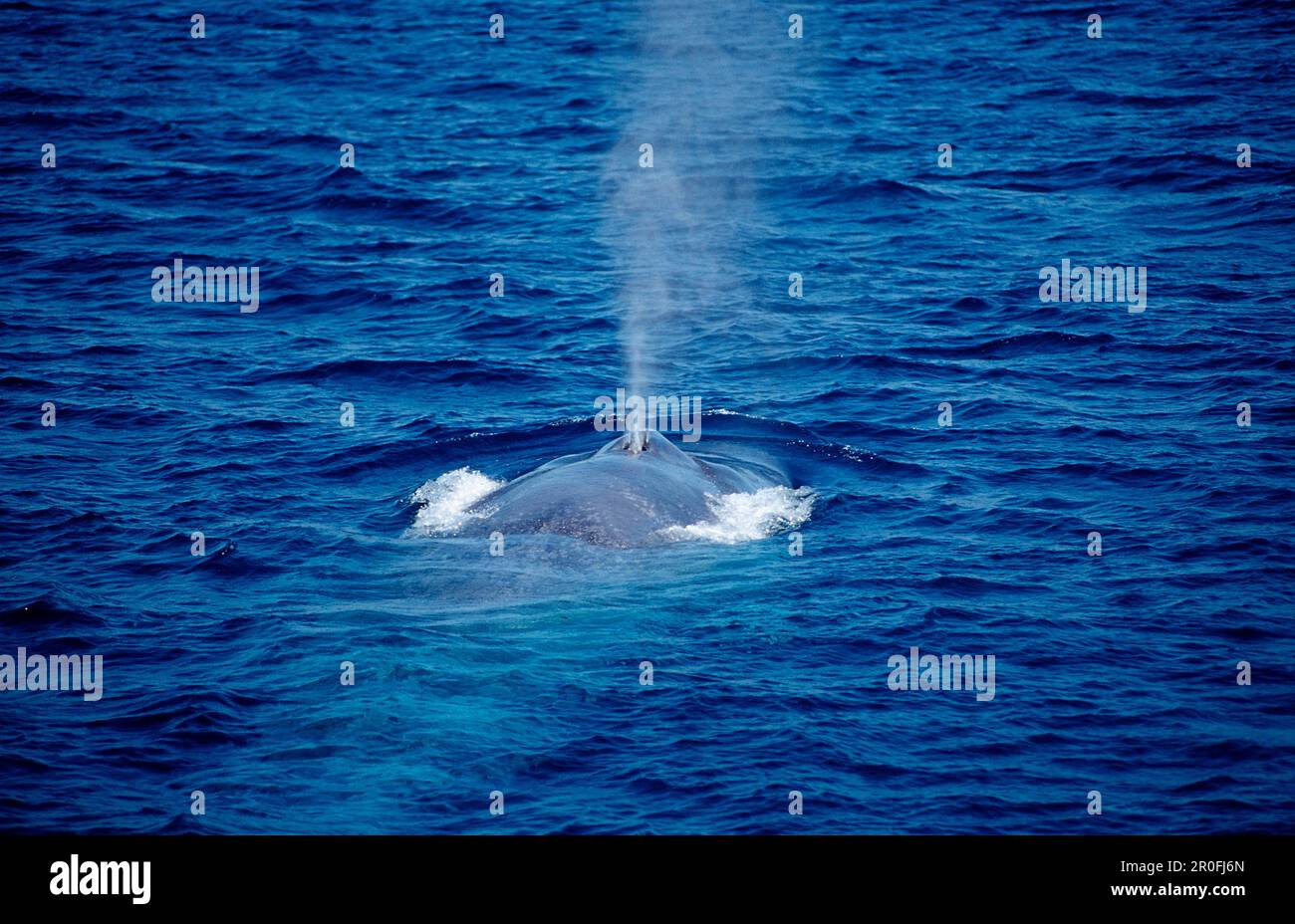 Breathing Blue Whale, Balaenoptera musculus, USA, California, Pacific ocean Stock Photo