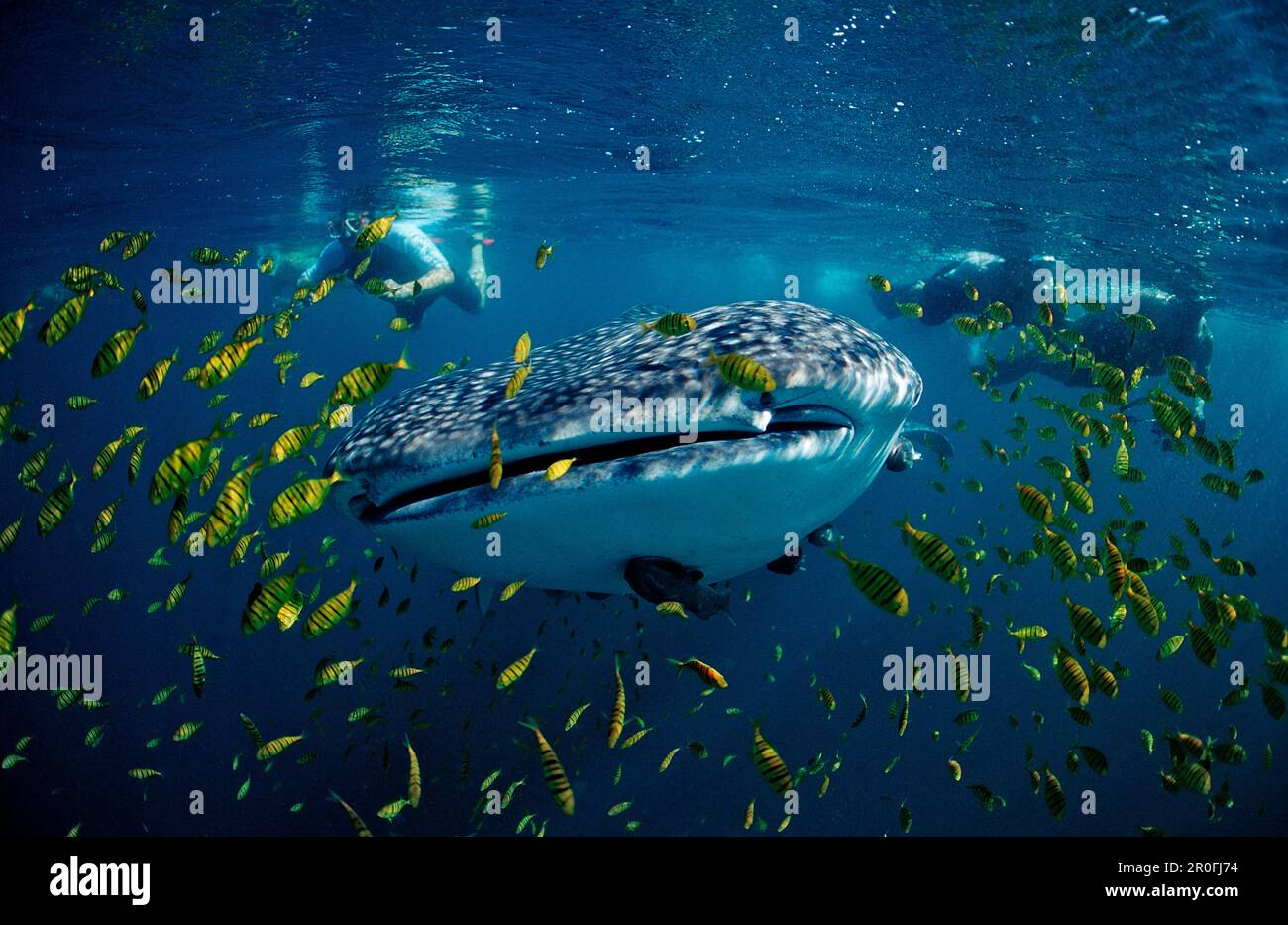 Whale shark and scin diver, Rhincodon thypus, Mexico, Sea of Cortez