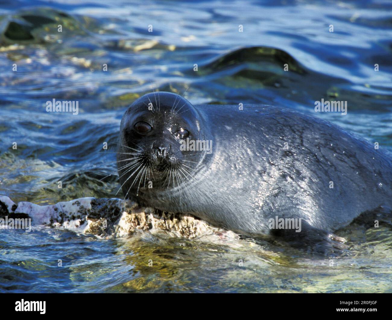 Baikal Seal, Phoca sibirica, Zabaikalsky National park, Ushkany Islands ...