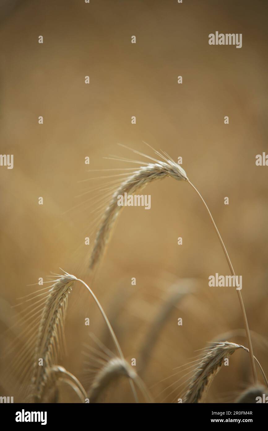 Cereal crop science hi-res stock photography and images - Alamy