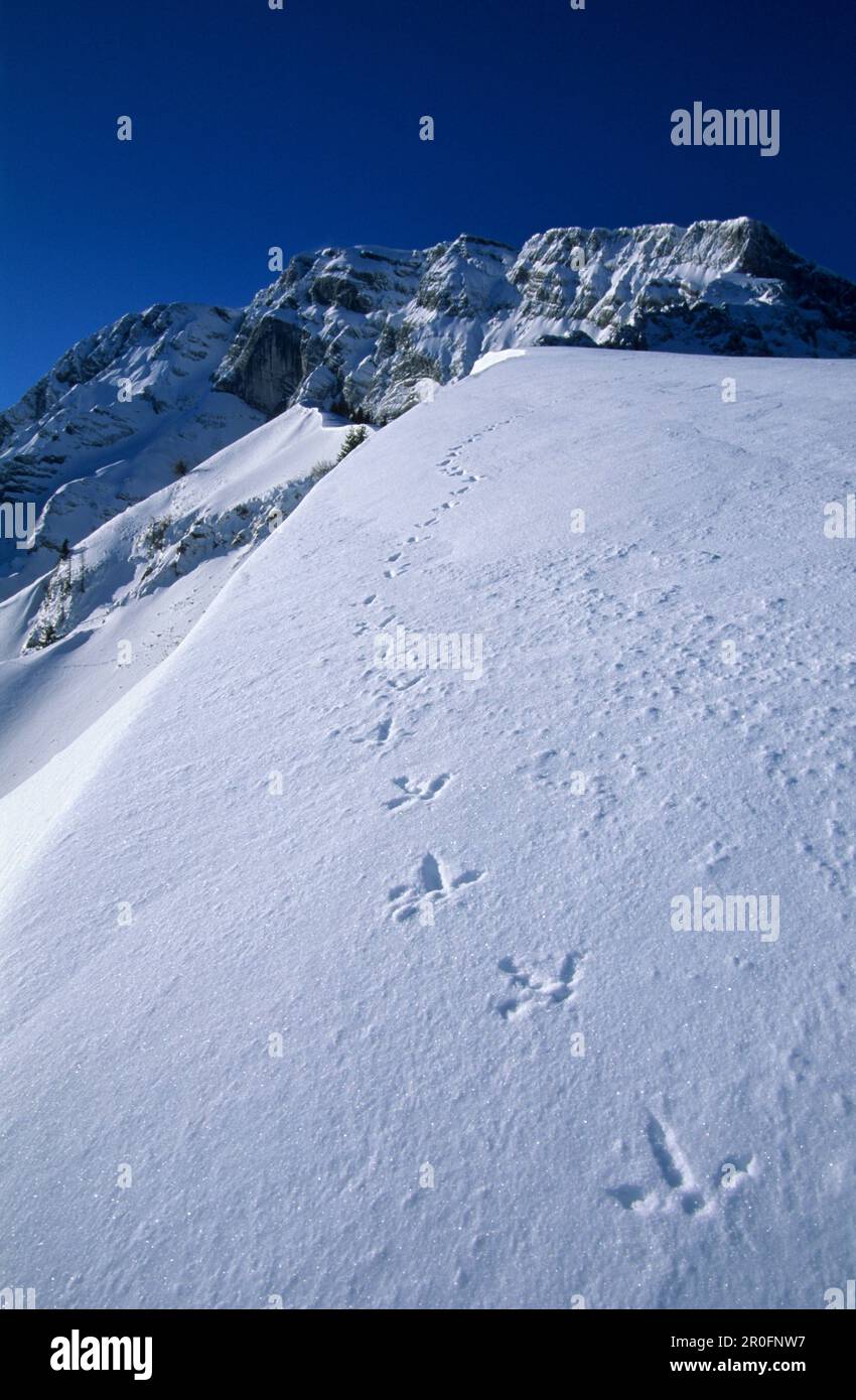 Track of grouse in snow, Hoher Goll in background, Kehlstein, Berchtesgaden range, Bavaria, Germany Stock Photo