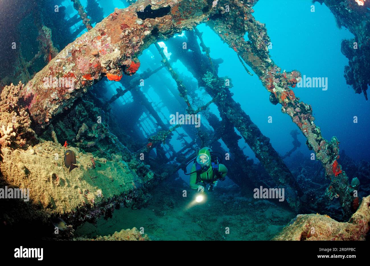 Scuba diver diving on Umbria shipwreck, Sudan, Africa, Red Sea, Wingate Reef Stock Photo