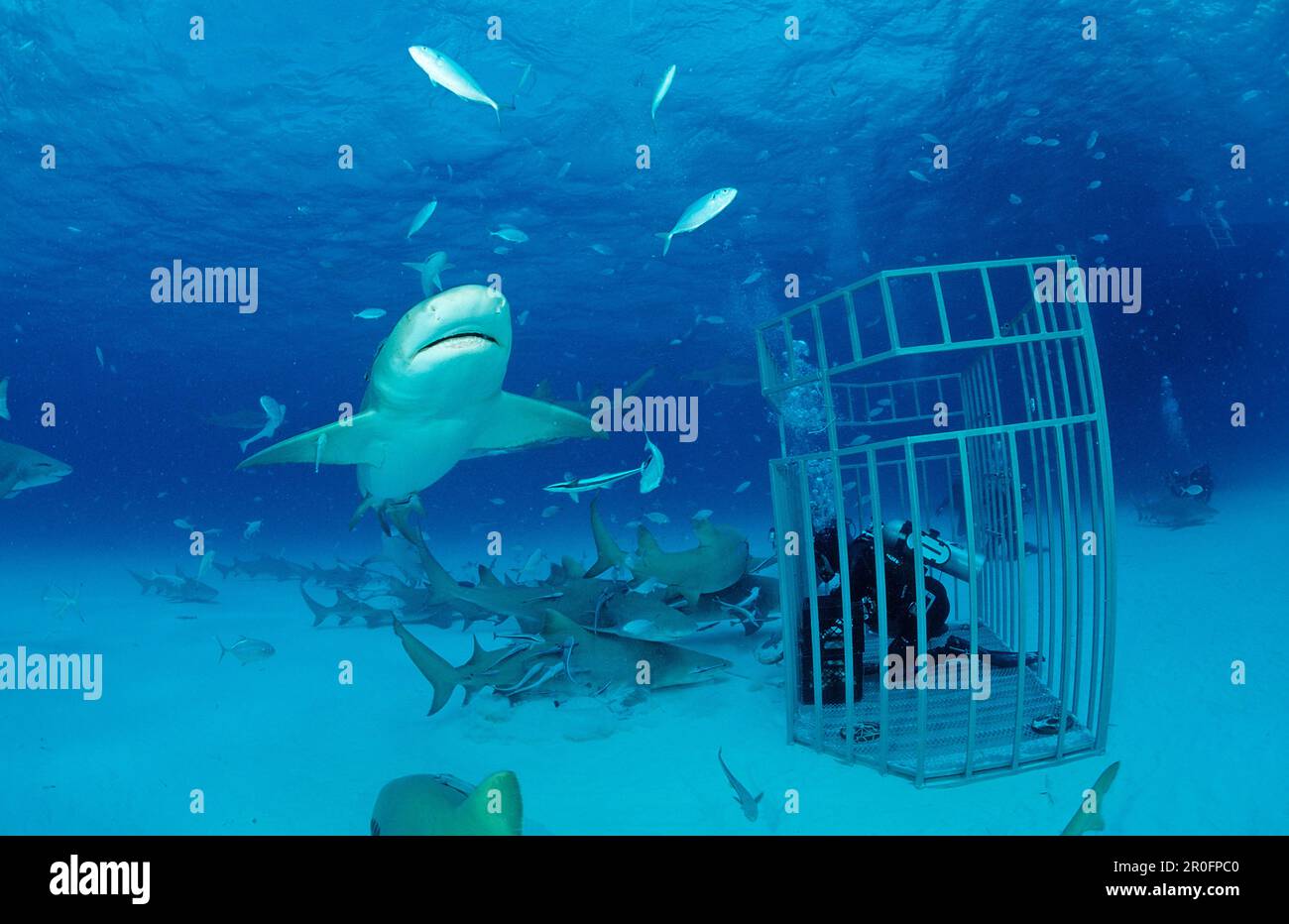 Lemon Sharks and Scuba diver in Shark cage, Negaprion brevirostris