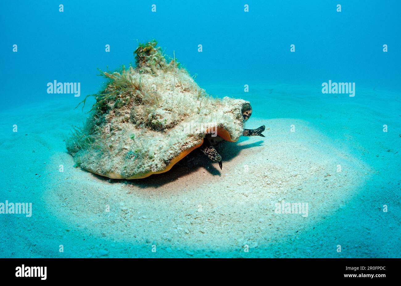 Conch shell, Strombus gigas, Bahamas, Atlantic Ocean Stock Photo