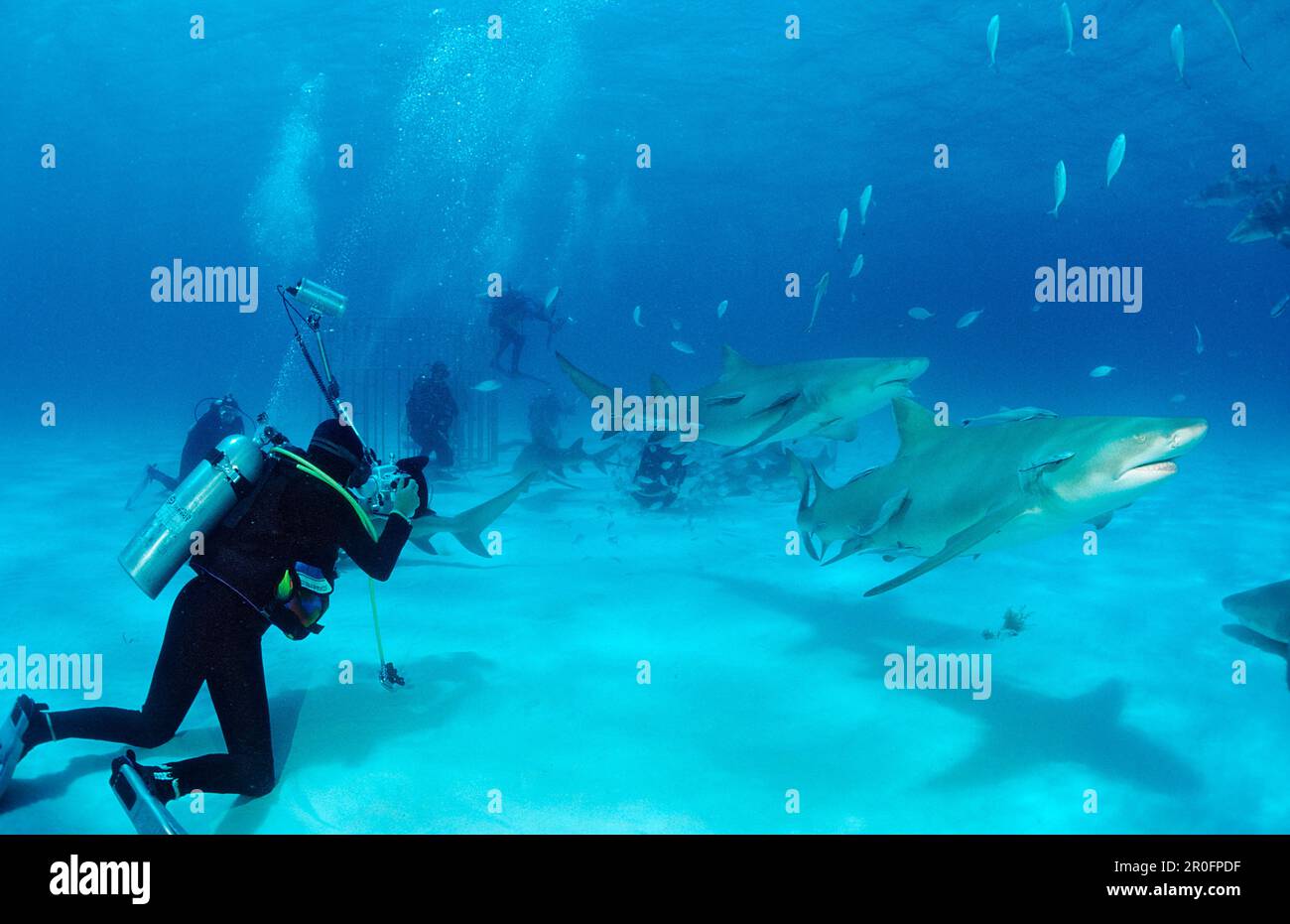 Lemon Sharks and Underwater Photographer, Negaprion brevirostris