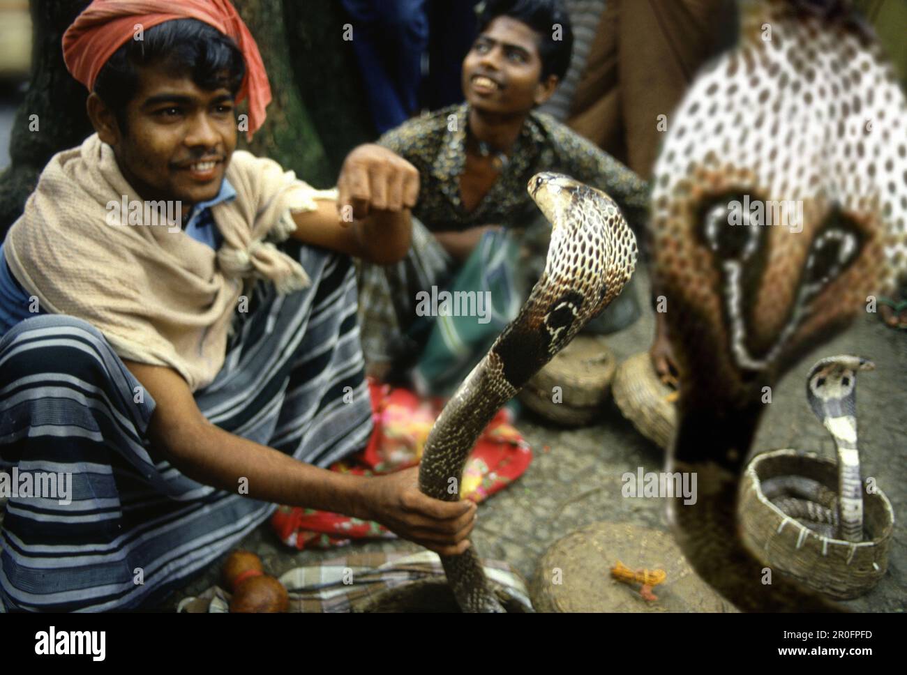 Snake charmers with cobras, during Perahera festival, Kandy, Sri Lanka