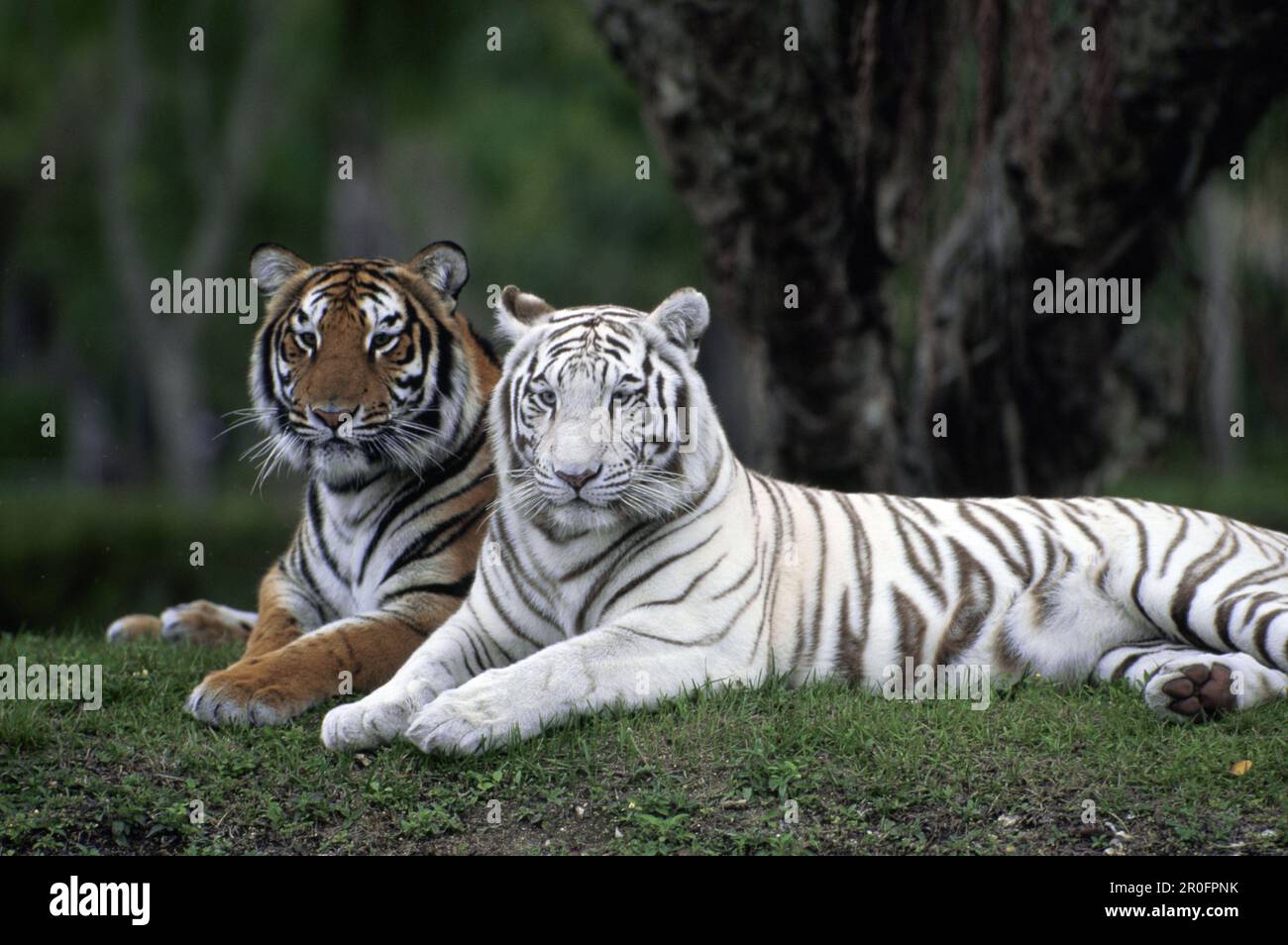 White Tiger, Indian Tiger, Enclosure, Zoo Stock Photo