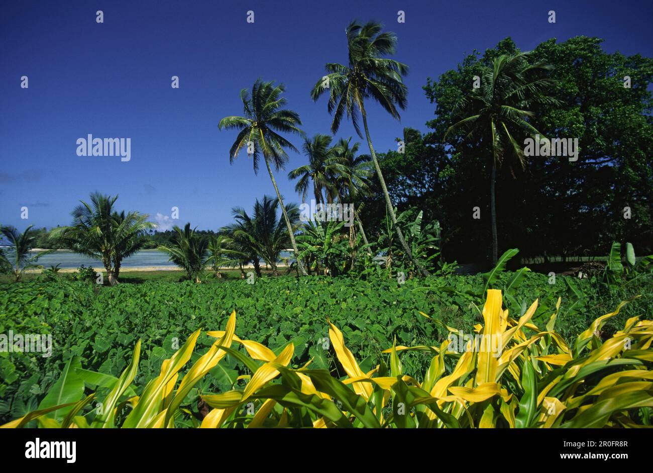 South pacific Fiji Vitu Levu Nanani I Ra palm trees Stock Photo
