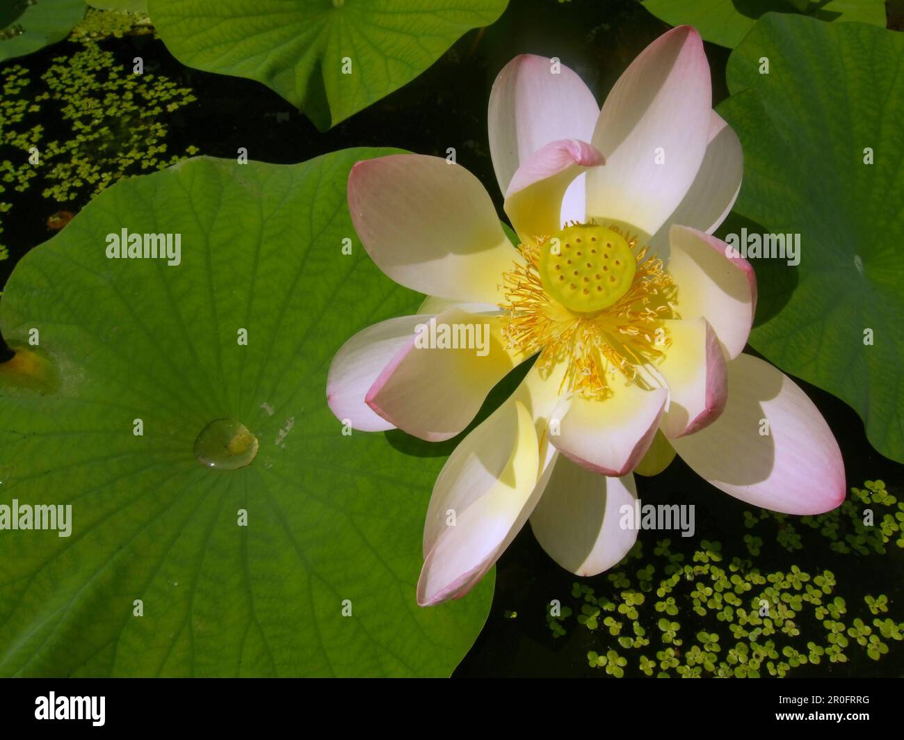 Switzerland Zuerich, Lotus flower in the park of Ethnographic Museum of the University of Zuerich Stock Photo