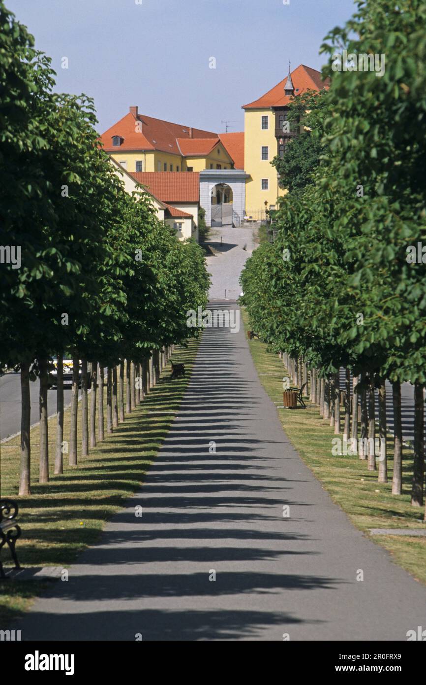 tree lined avenue from Ballenstedt castle, Harz Mountains, Saxony Anhalt, Germany Stock Photo