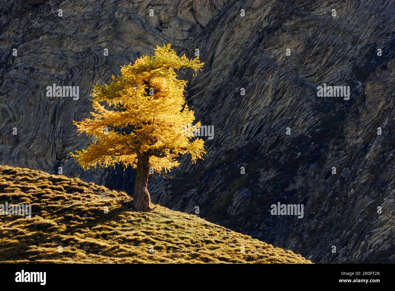 Autumnally larch, Val Trupchun, Swiss National Parc, Engadin, Grisons, Switzerland Stock Photo