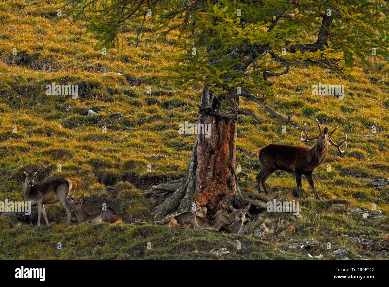 roaring red deer with does during mating season, Val Trupchun, Swiss National Parc, Engadin, Grisons, Switzerland Stock Photo