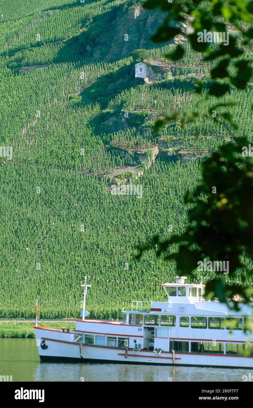 Excursion ship in front of vineyard and sundial, Bernkastel-Kues, Mosel ...