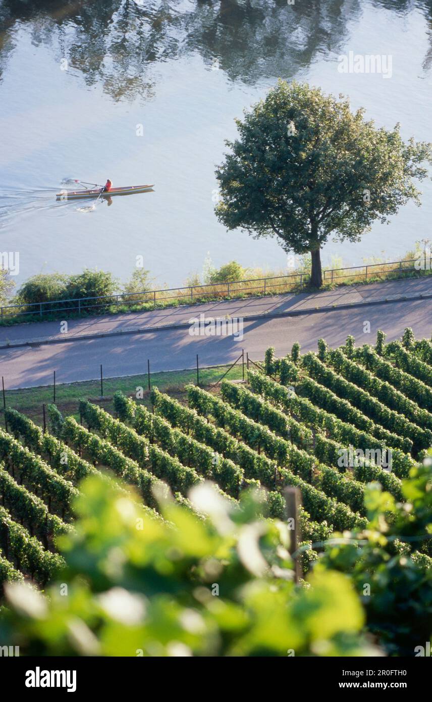 View from vineyard Cannstatter Zuckerle to river Neckar, Bad Cannstatt, Stuttgart, Baden-Wurttemberg, Germany Stock Photo