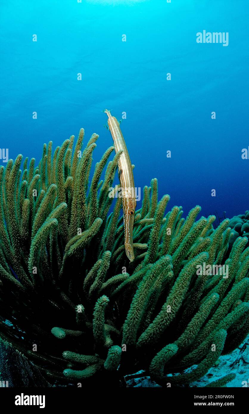 Trumpetfish aulostomus maculatus tropical hi-res stock photography and ...