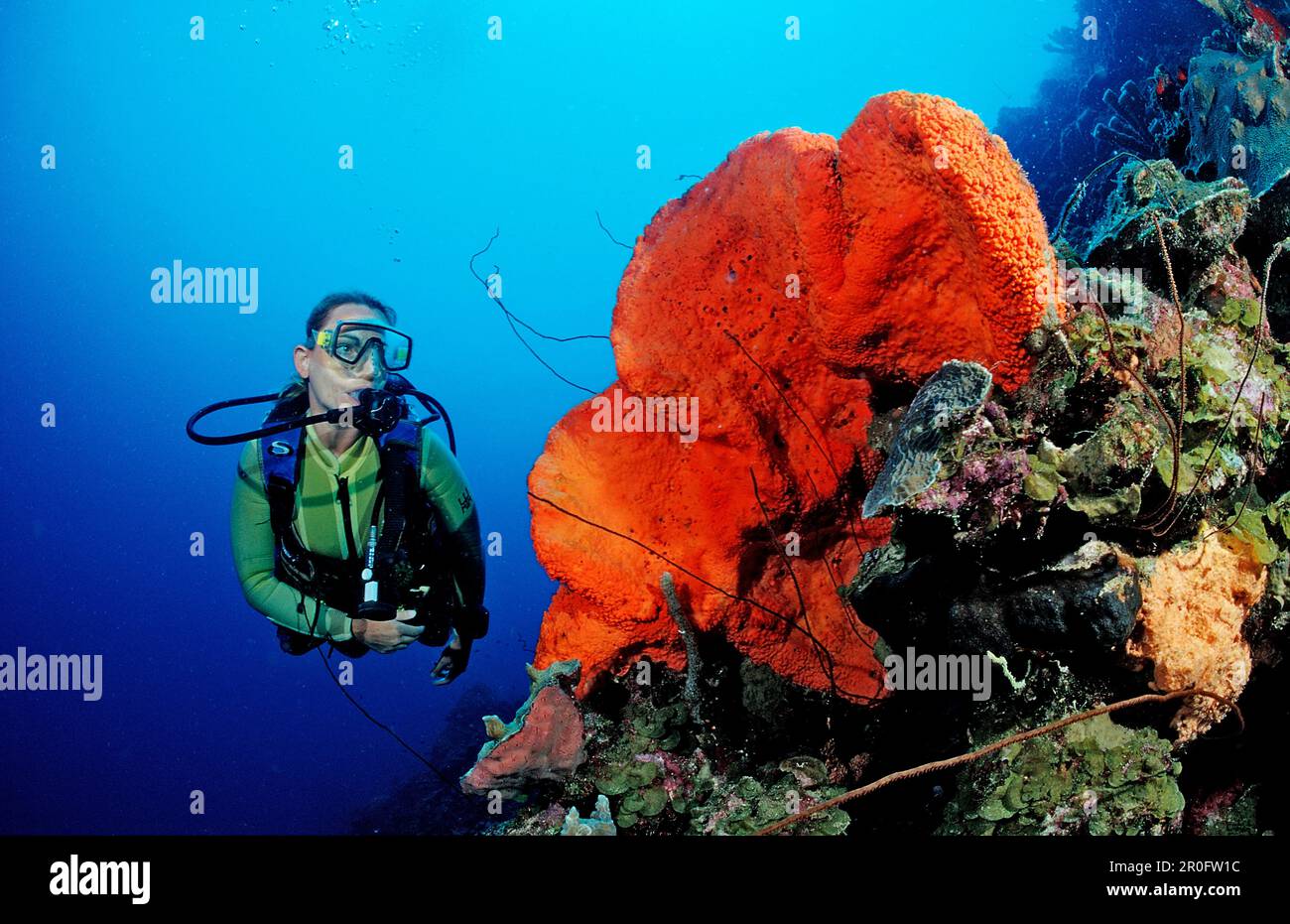 Scuba diver and Orange Elephant Ear Sponge, Agelas clathrodes, Martinique, French West Indies, Caribbean Sea Stock Photo