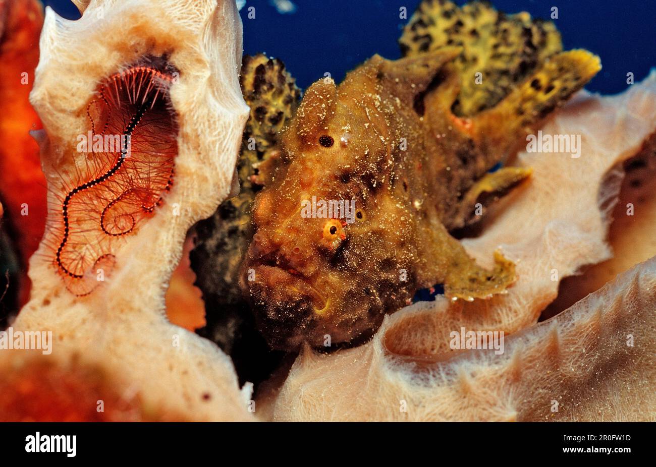 Longlure Frogfish, Antennarius multiocellatus, Netherlands Antilles, Bonaire, Caribbean Sea Stock Photo
