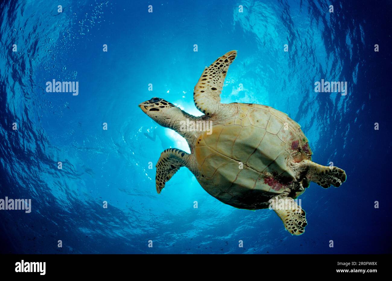 Hawksbill Turtle, Eretmochelys imbricata, Maldives, Indian Ocean, Meemu Atoll Stock Photo