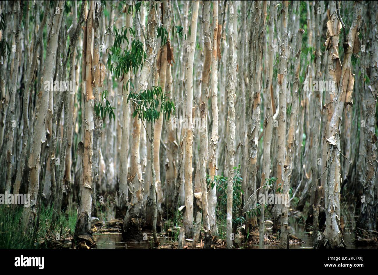 Weipa australia hi-res stock photography and images - Alamy