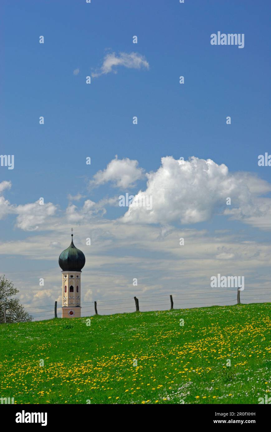 View over dandelion meadow to baroque spire, Upper Bavaria, Bavaria, Germany Stock Photo