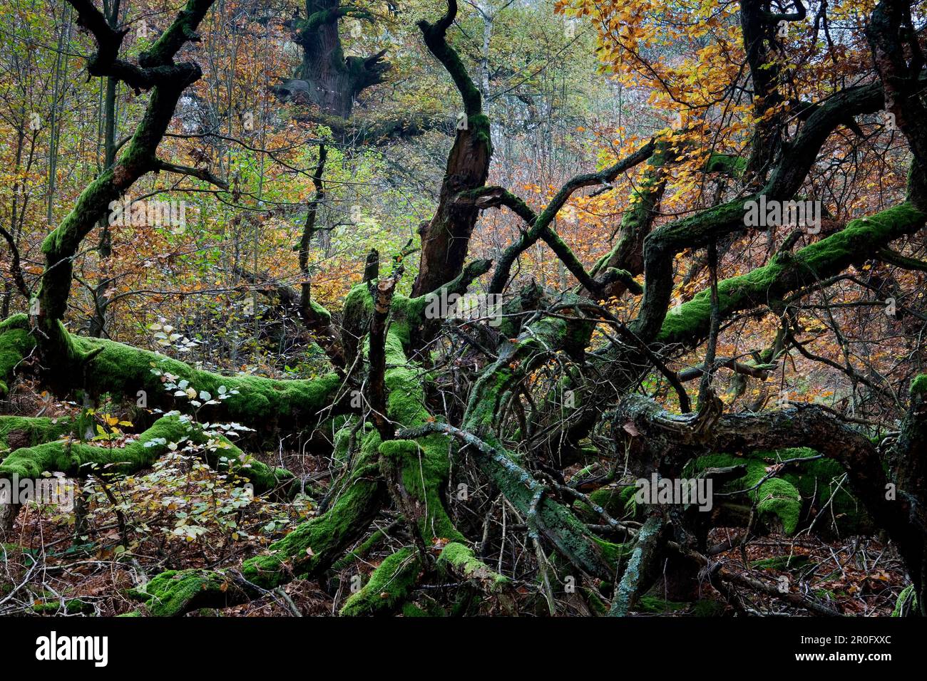 Mossy branches in forest Reinhardswald, Hesse, Germany Stock Photo