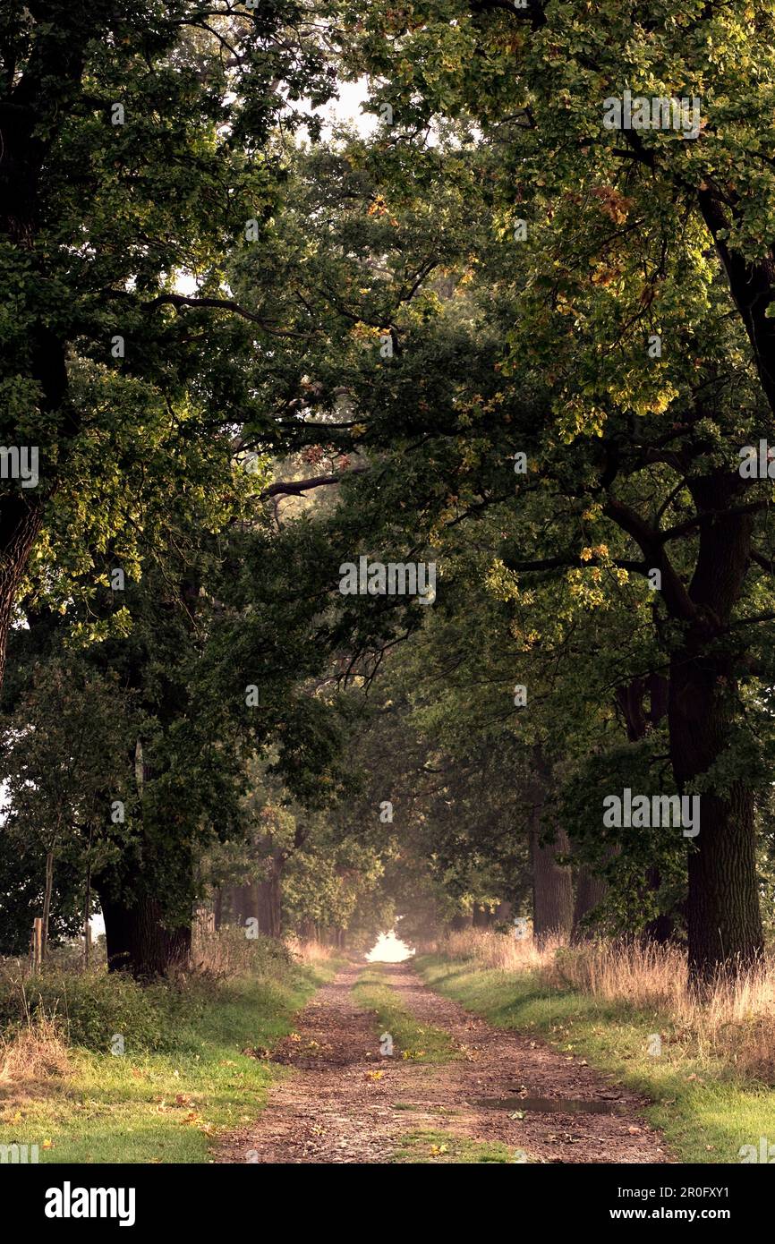 Alley with oak trees hessen hi-res stock photography and images - Alamy
