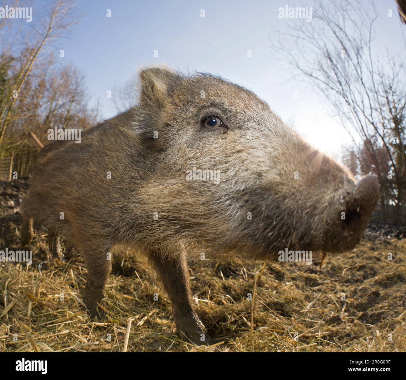 Wild boar , Sus scrofa, Germany, Bavaria Stock Photo