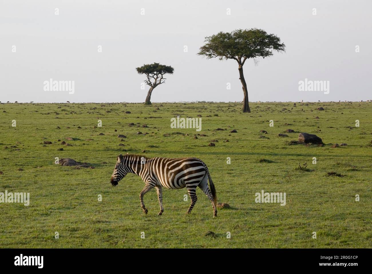 Zebra and acacia in Masai Mara, nature reserve and wild life reserve ...