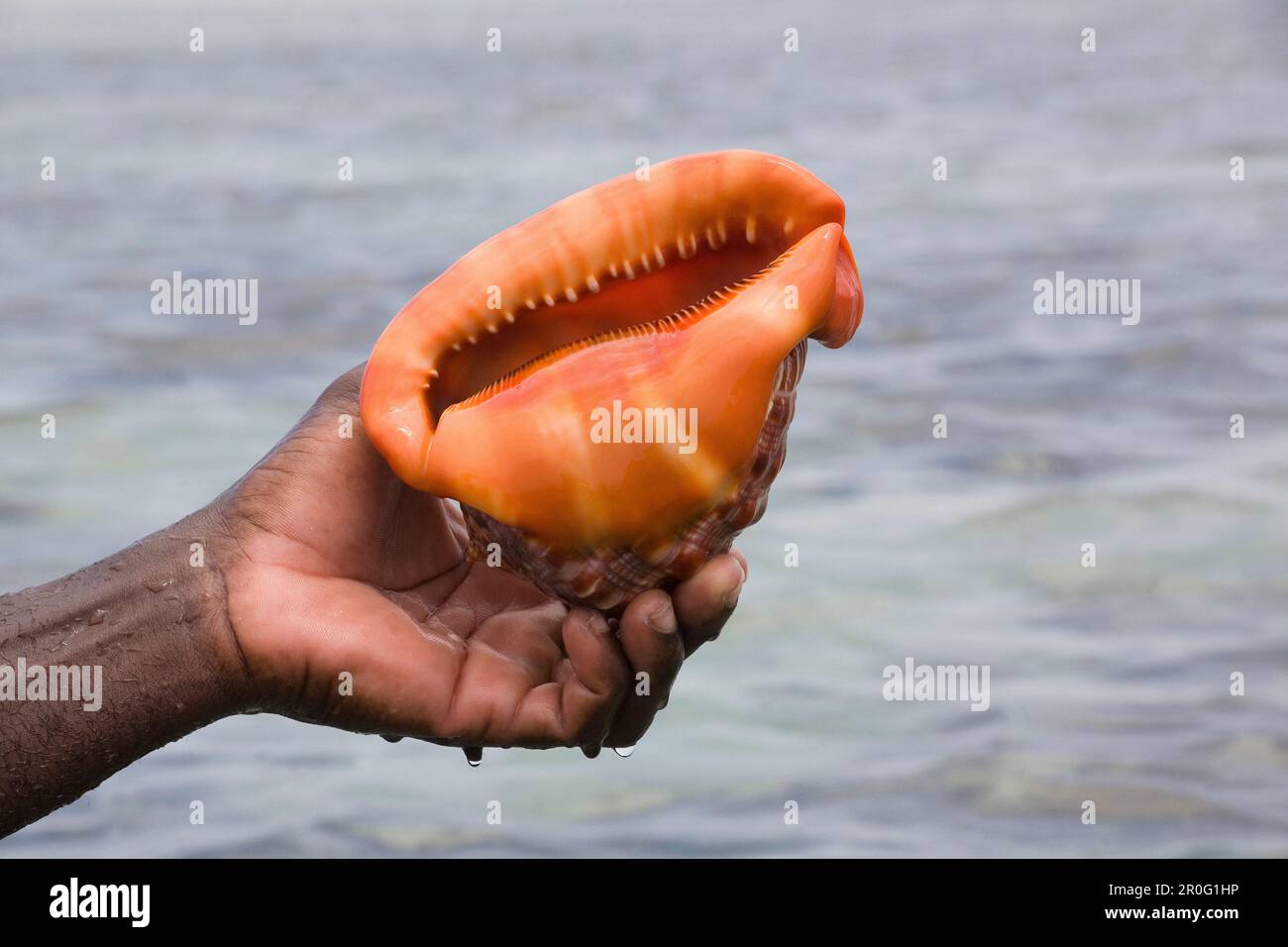 Hand holding a big shell, Cypraea, Indischer Ozean, Kenia, Afrika Stock Photo