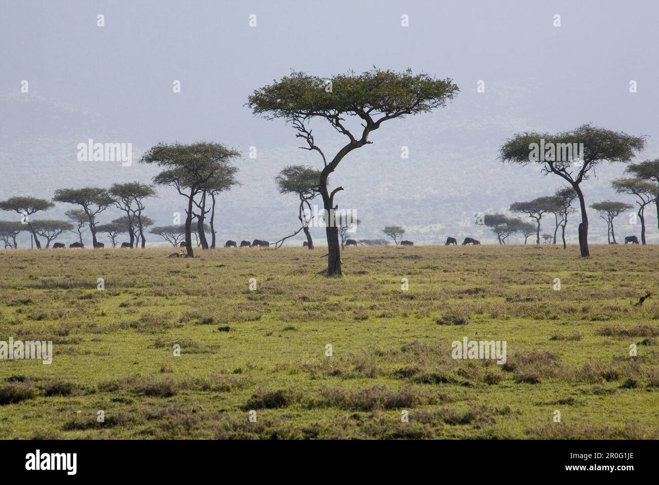 Umbrella thorn acacias at Masai Mara National Park, Kenya, Africa Stock