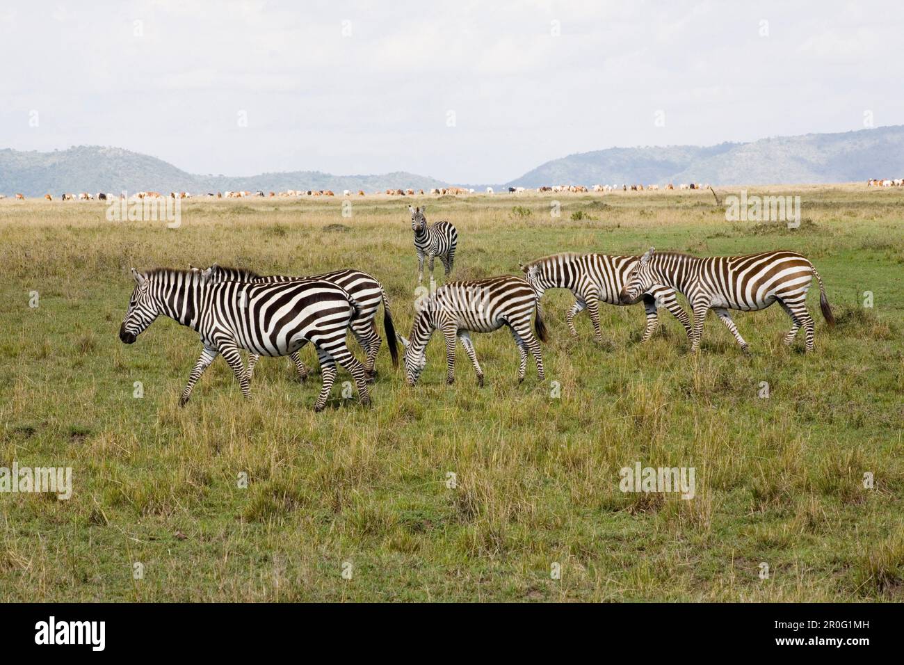 Zebras in Masai Mara National Park, Kenya, Africa Stock Photo - Alamy