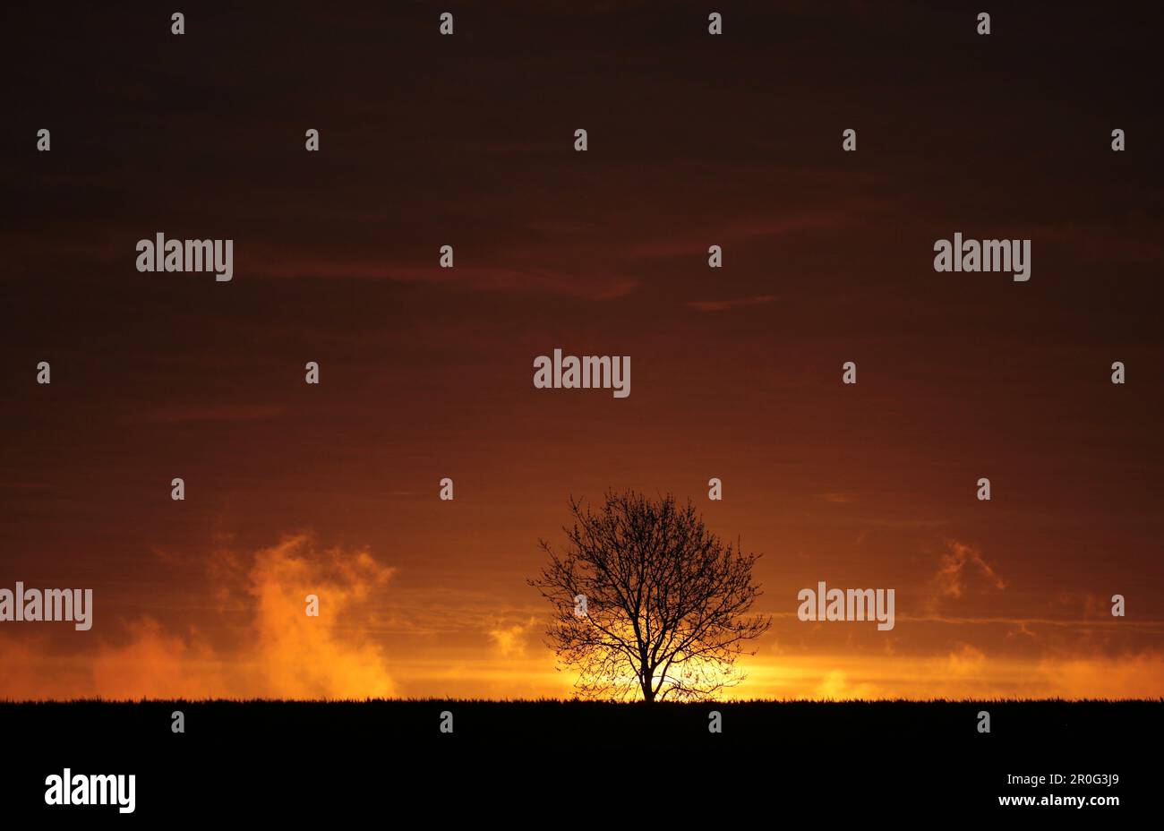 Sunrise with tree silhouette Stock Photo - Alamy