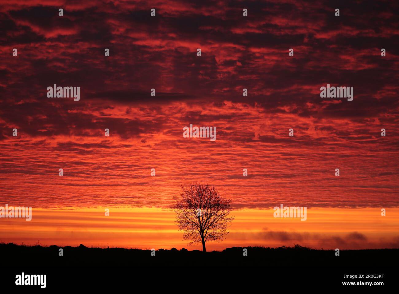 Sunrise with tree silhouette Stock Photo - Alamy