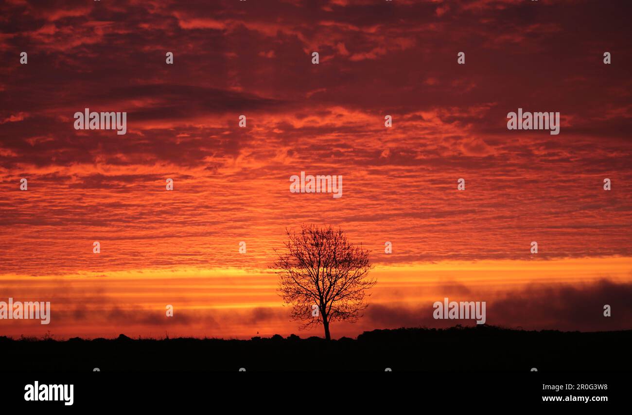 Sunrise with tree silhouette Stock Photo - Alamy