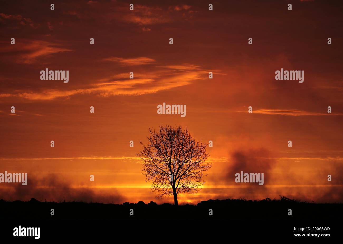 Sunrise with tree silhouette Stock Photo - Alamy