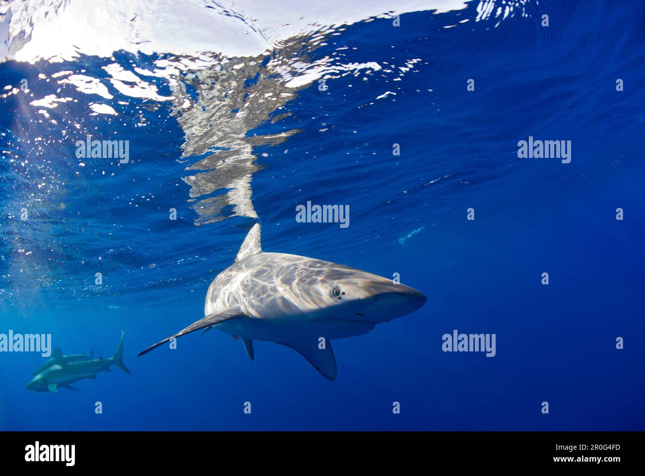 Galapagos Sharks, Carcharhinus galapagensis, Marshall Islands, Bikini Atoll,  Micronesia, Pacific Ocean Stock Photo - Alamy