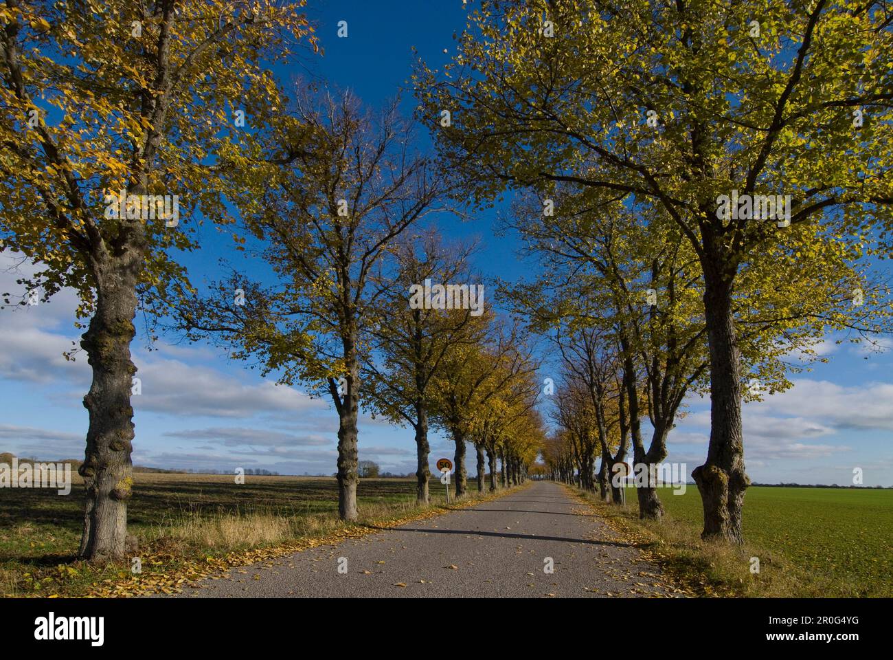 Tree lined motorway hi-res stock photography and images - Alamy