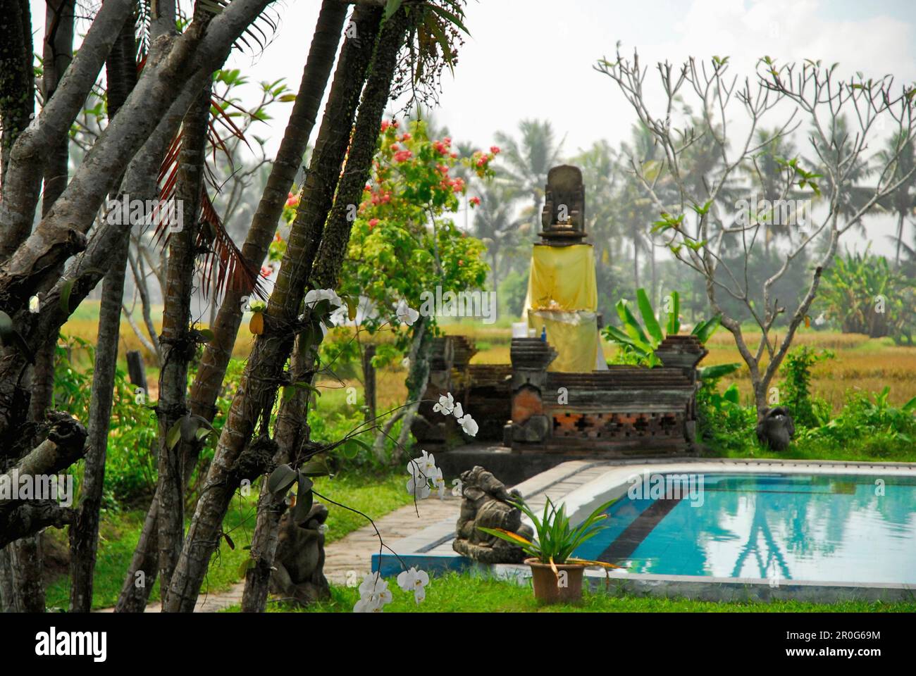 The pool of the Suly Hotel with view at rice fields, Mas, Bali ...