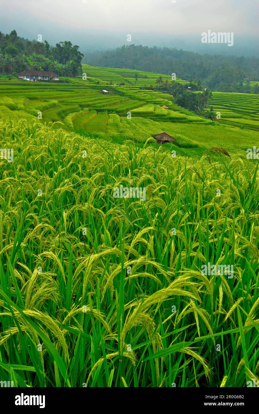 View at deserted rice terraces under cloudy sky, Central Bali ...