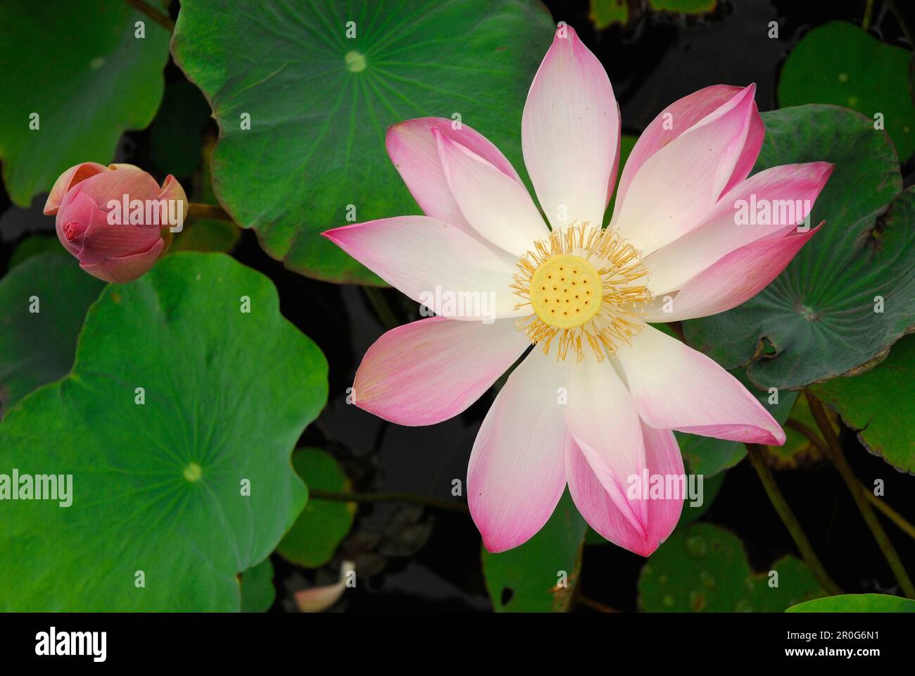 Lotus flower, Close-up, Banjar, Bali, Indonesia, Asia Stock Photo